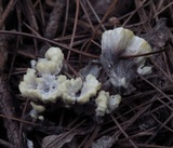 Thelephora vialis image