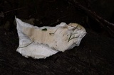 Bondarzewia berkeleyi image