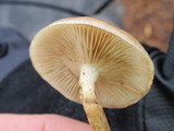 Pholiota spumosa image