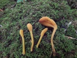 Microglossum rufum image