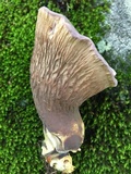 Gomphus clavatus image