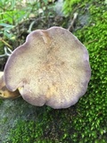 Gomphus clavatus image