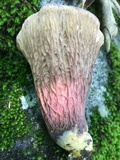 Gomphus clavatus image