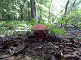 Boletus carminiporus image