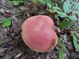 Boletus carminiporus image