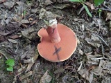 Boletus carminiporus image