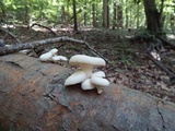 Pleurotus pulmonarius image