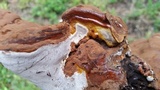 Ganoderma sessile image