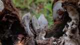 Ganoderma sessile image