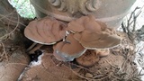 Ganoderma sessile image