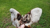 Ganoderma sessile image