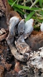 Ganoderma sessile image