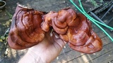 Ganoderma sessile image