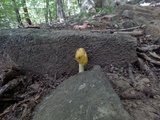 Amanita banningiana image