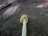 Amanita banningiana image