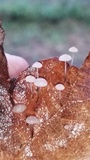 Tetrapyrgos nigripes image
