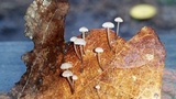 Tetrapyrgos nigripes image