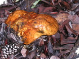 Leccinum manzanitae image