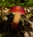 Butyriboletus frostii image