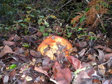 Leccinum manzanitae image