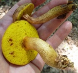 Aureoboletus innixus image