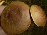 Aureoboletus innixus image