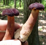 Tylopilus badiceps image