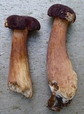 Tylopilus badiceps image