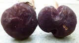 Tylopilus badiceps image