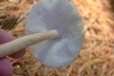 Amanita rubescens var. rubescens image