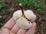 Panus strigellus image