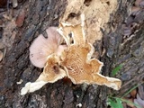 Panus strigellus image