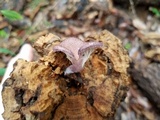 Panus strigellus image