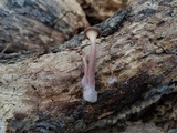Panus strigellus image