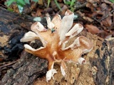 Panus strigellus image