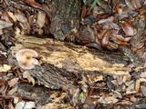 Panus strigellus image