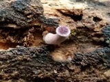 Panus strigellus image