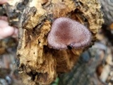 Panus strigellus image