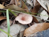 Panus strigellus image