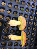 Xerocomus hortonii image
