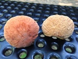 Xerocomus hortonii image