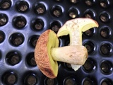 Xerocomus hortonii image