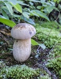 Retiboletus griseus image