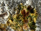 Lecanora rupicola var. rupicola image