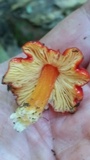 Hygrocybe acutoconica image