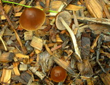 Psathyrella atrospora image