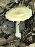 Amanita multisquamosa image