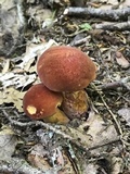 Baorangia bicolor image