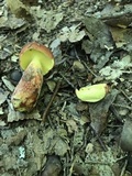 Baorangia bicolor image