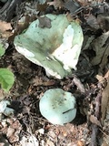 Russula cyanoxantha image